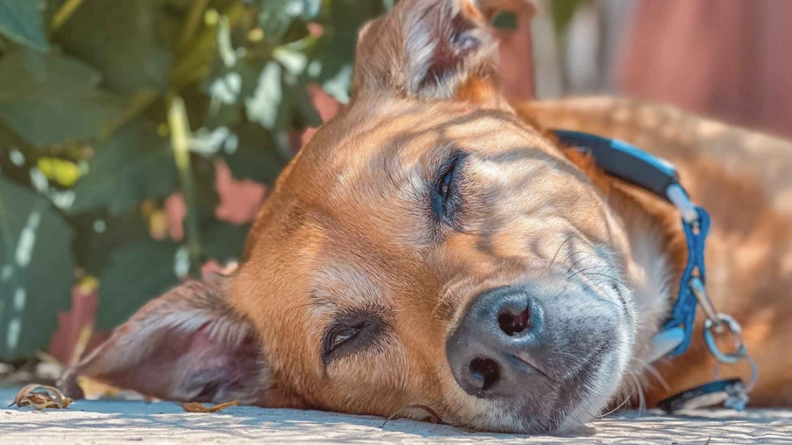 A dog relaxing