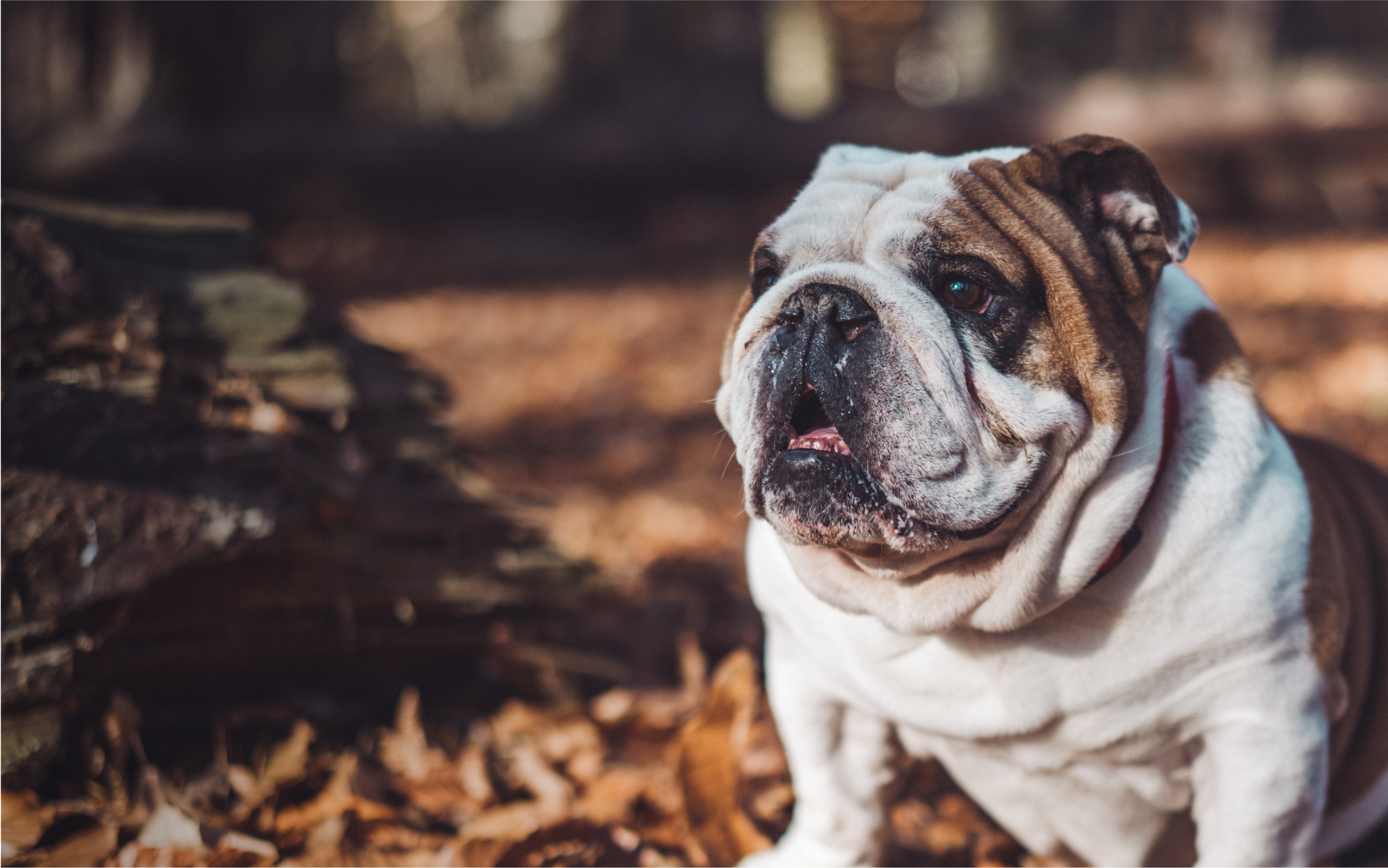 A Bulldog wearing a Fi collar