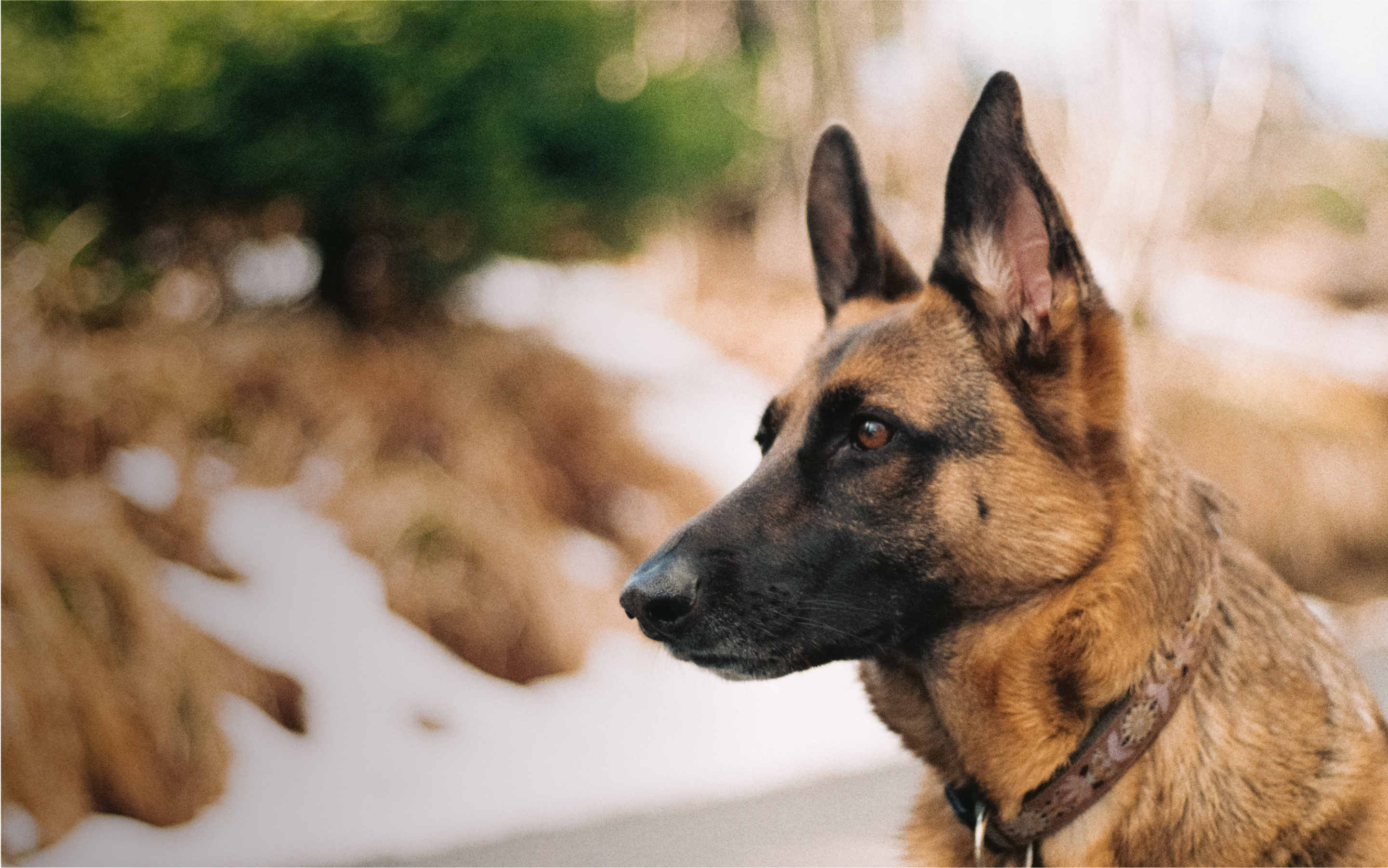 A German Shepherd wearing a Fi collar