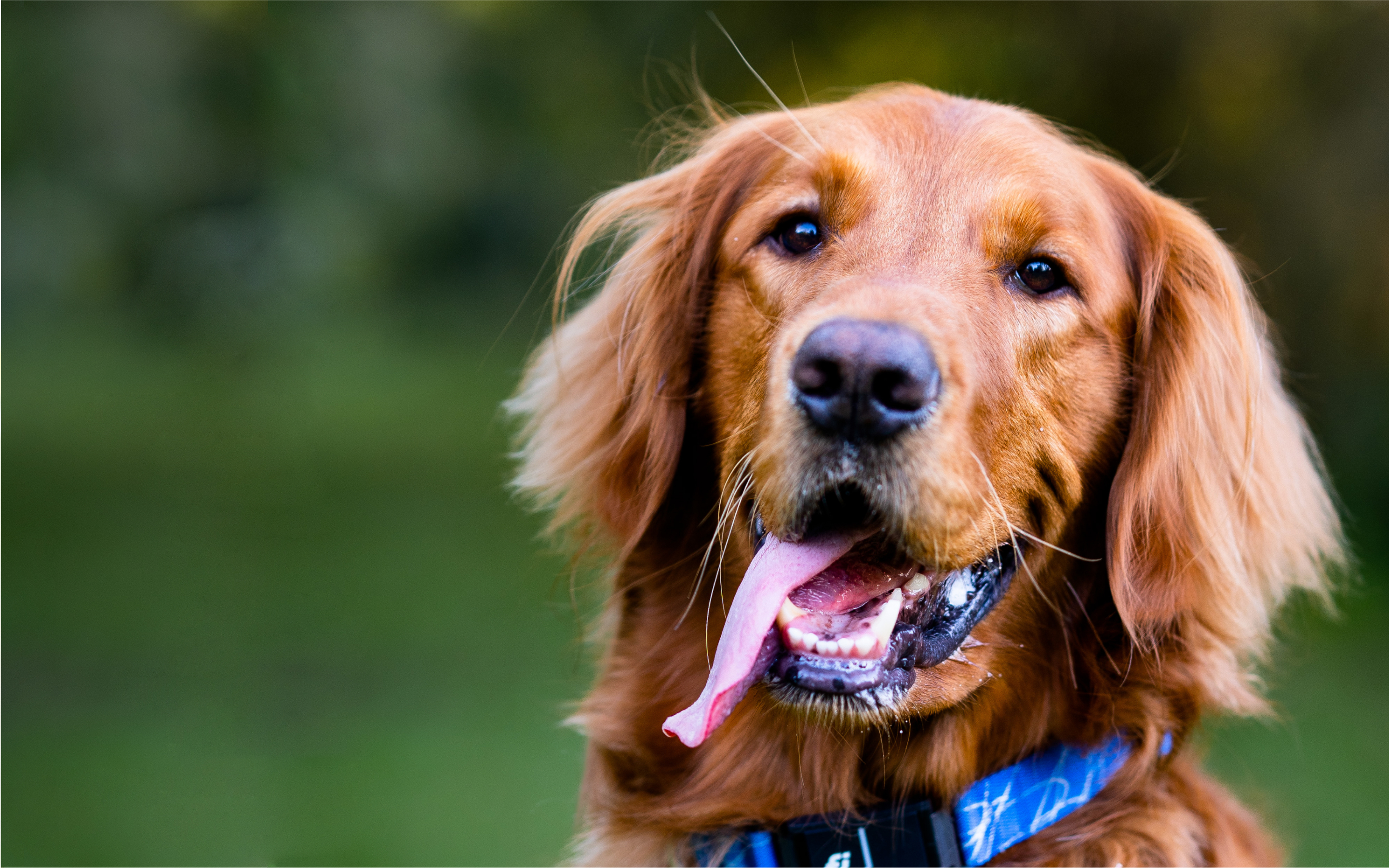 A Golden Retriever wearing a Fi collar