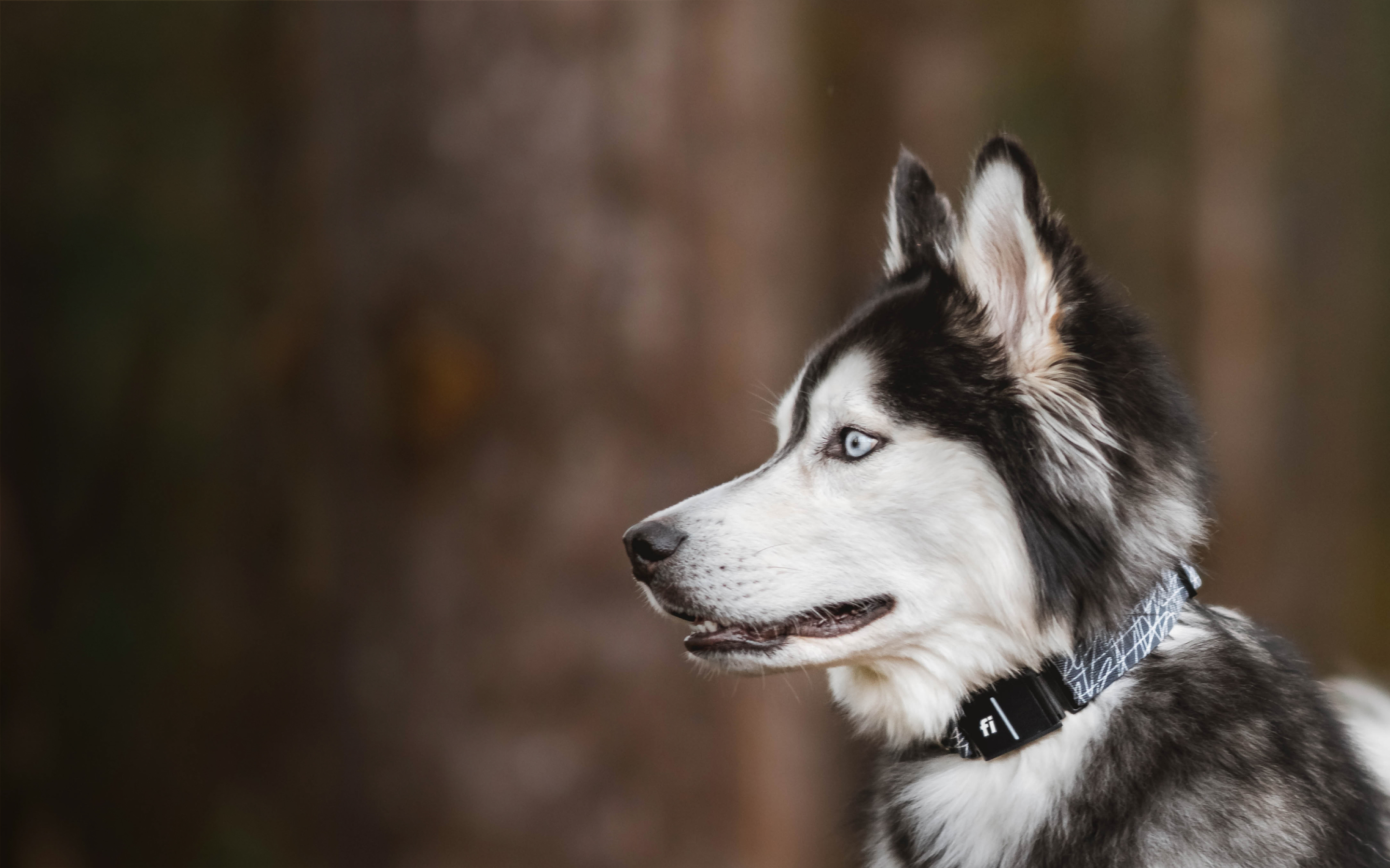 A Husky wearing a Fi collar