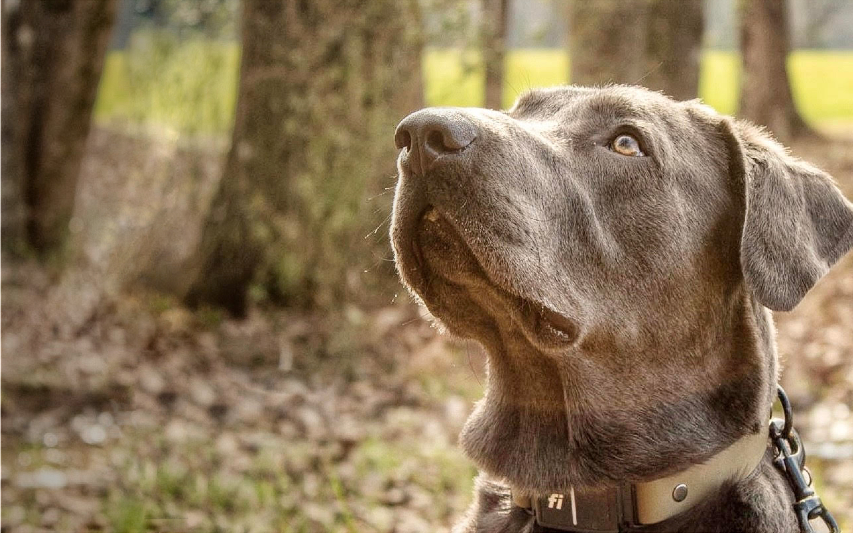 A Labrador Retriever wearing a Fi collar