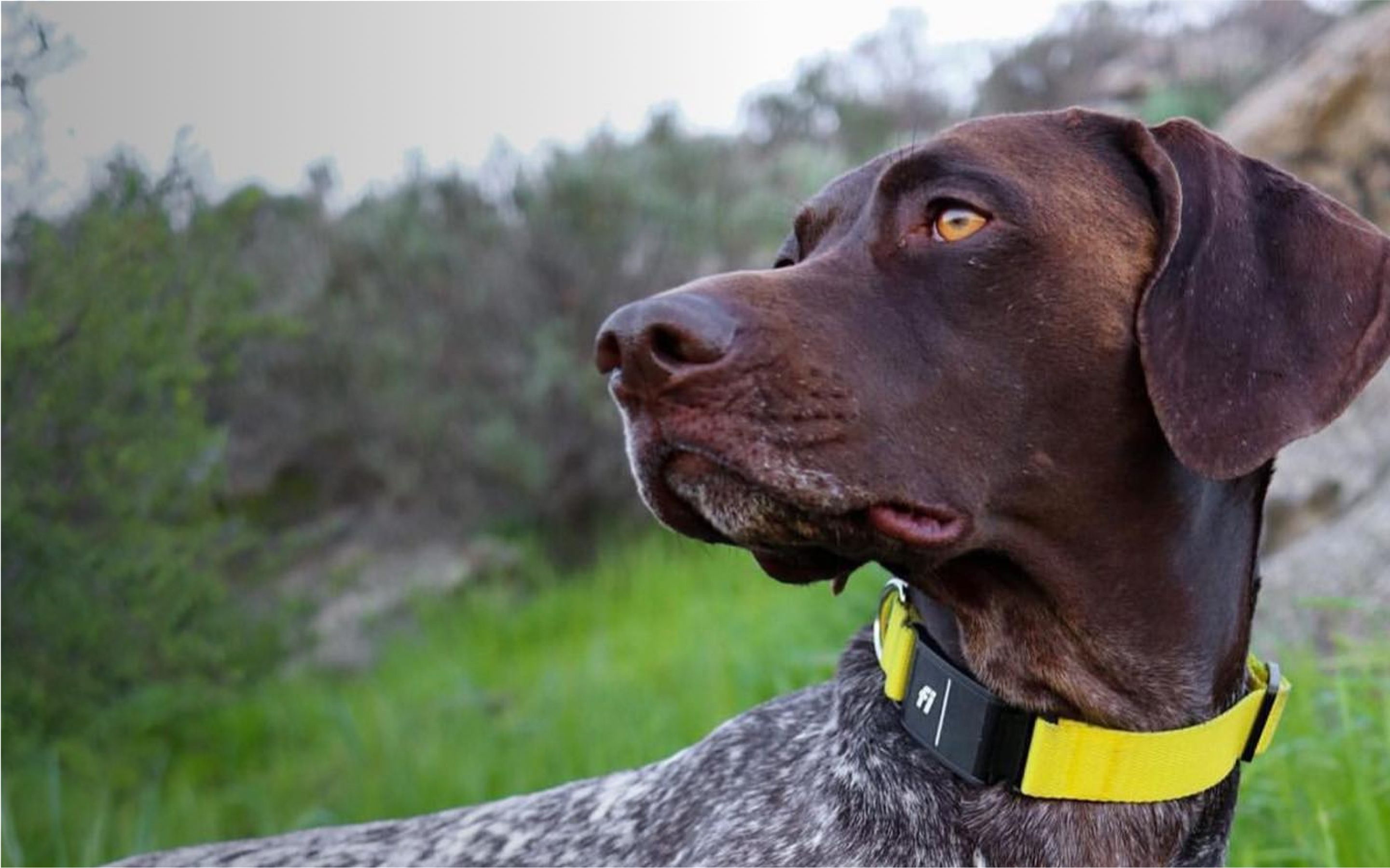 A Pointer wearing a Fi collar