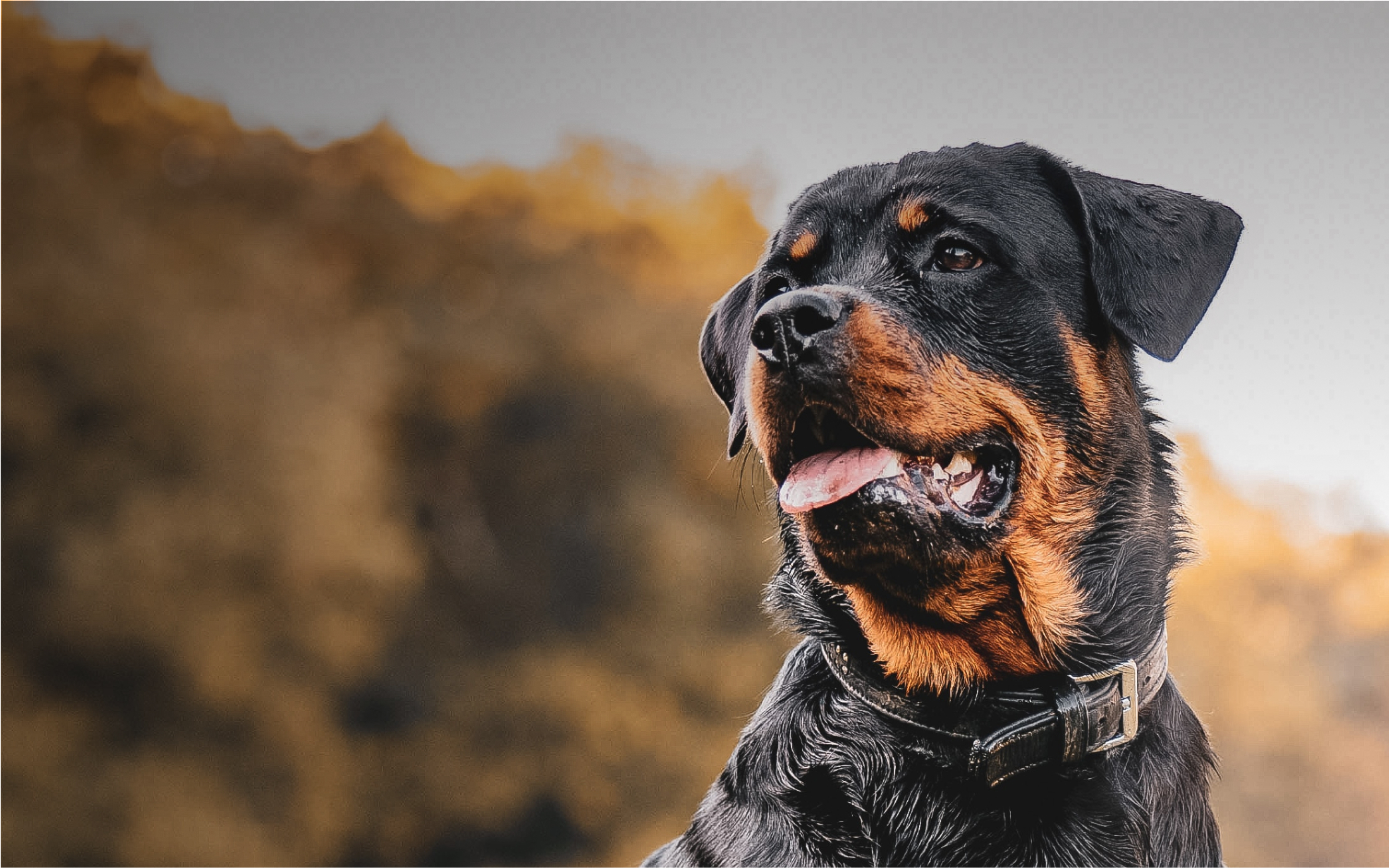 A Rottweiler wearing a Fi collar