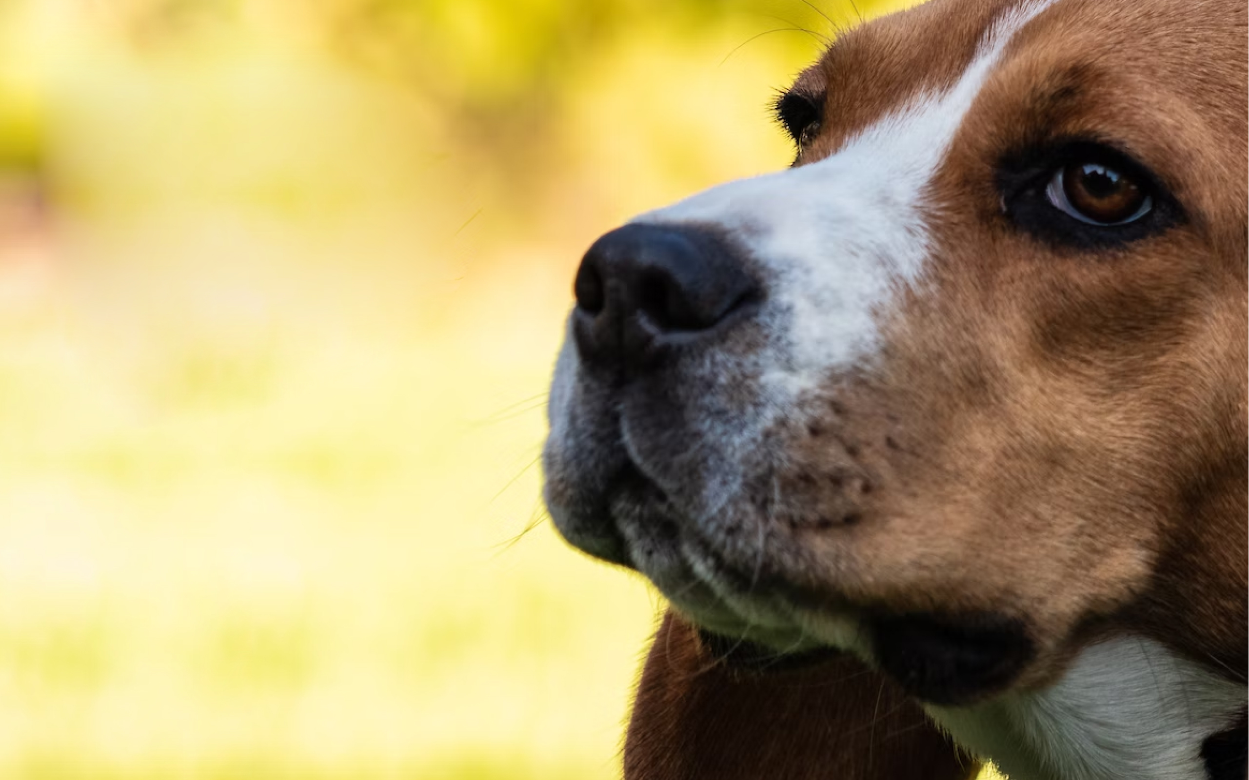 A happy and healthy Beagle