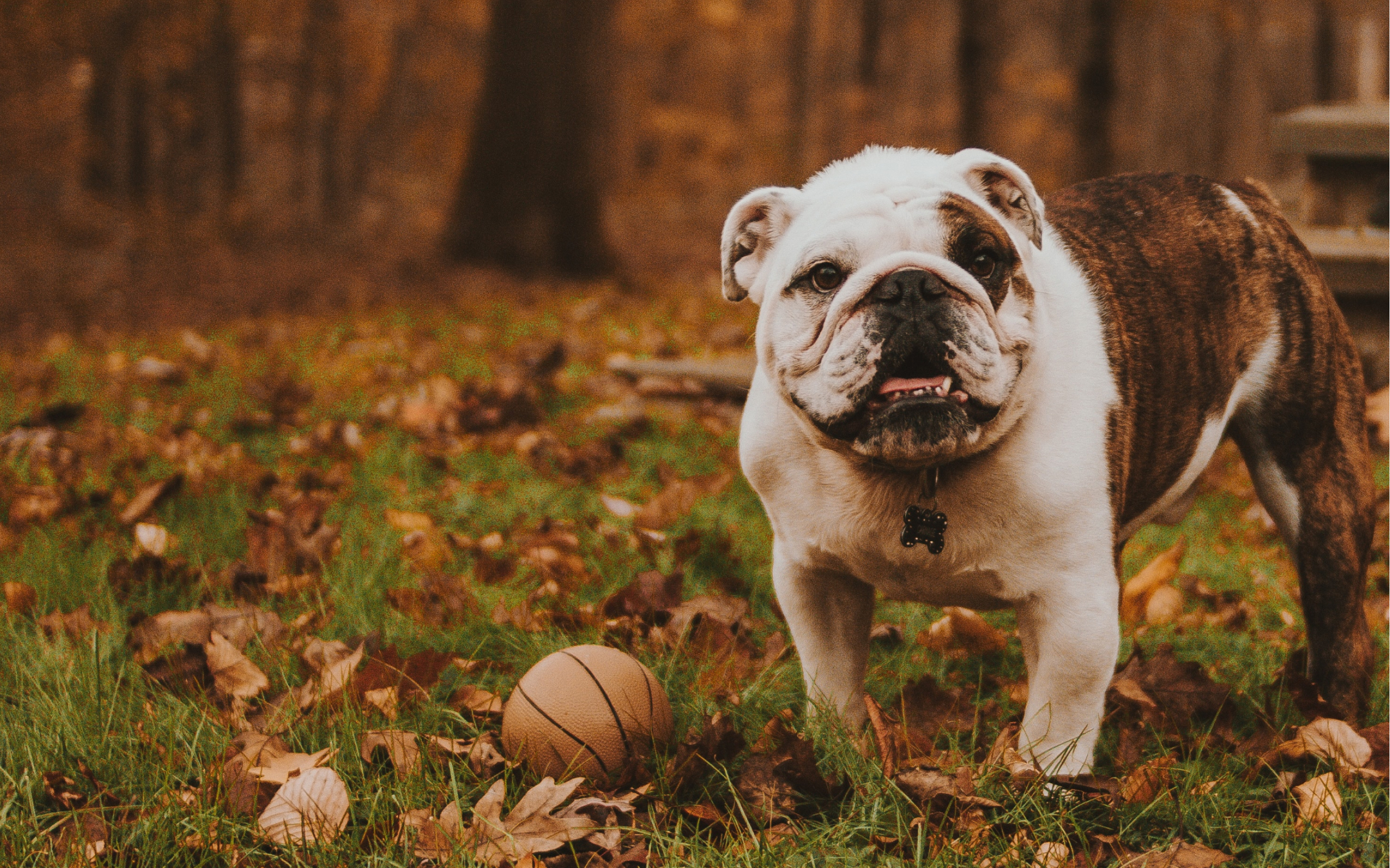 A happy and healthy Bulldog