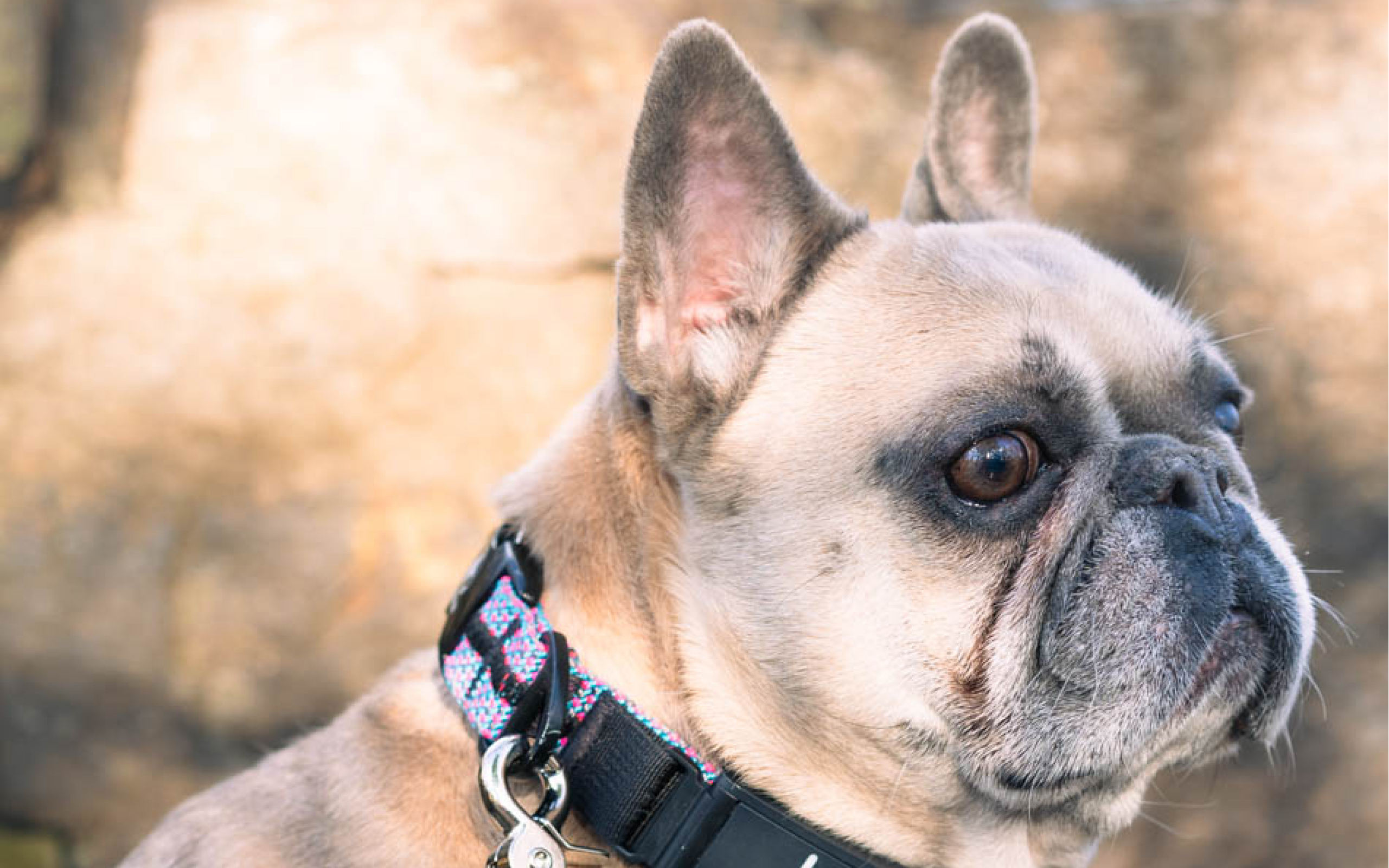 A happy and healthy French Bulldog