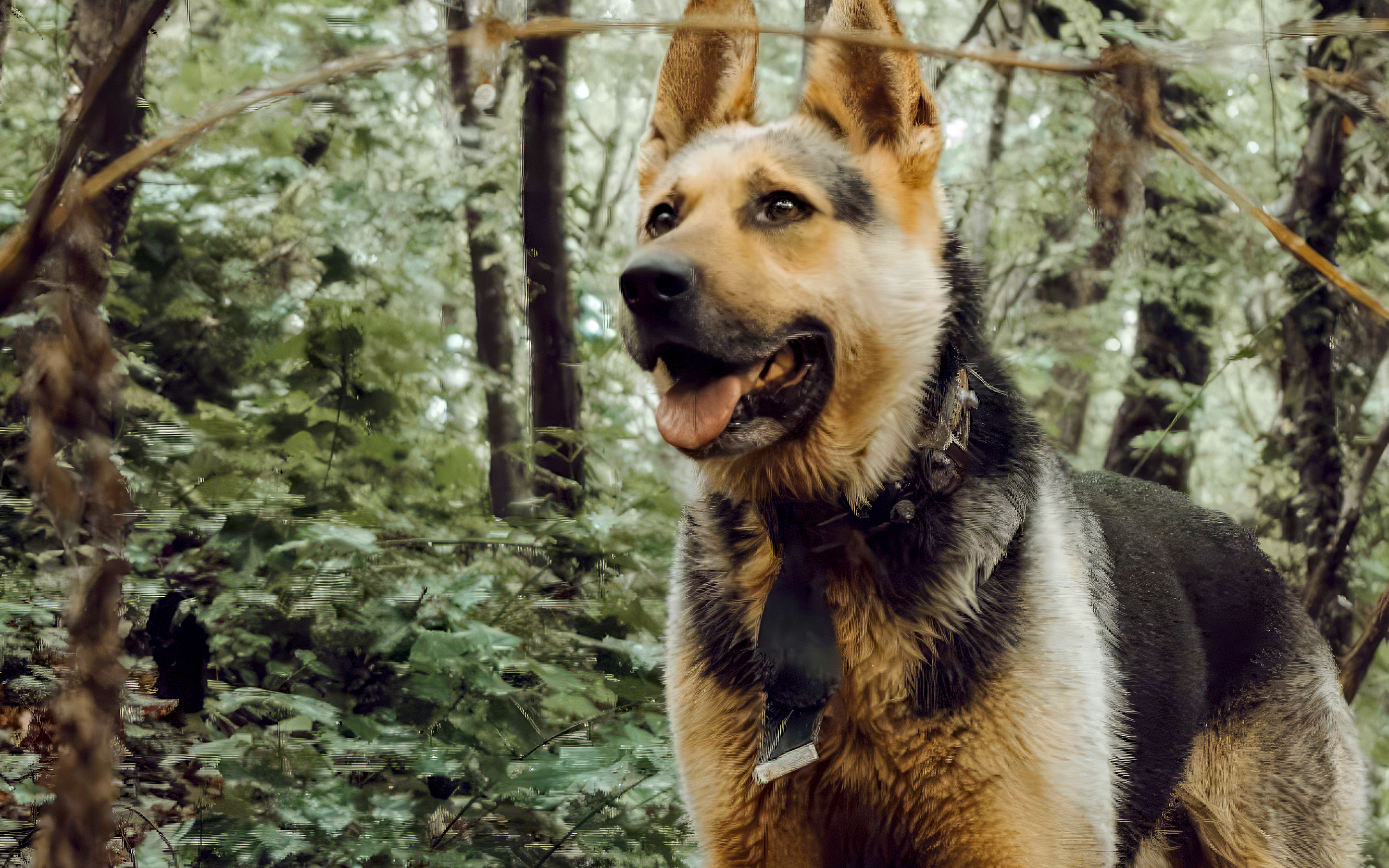 A happy and healthy German Shepherd