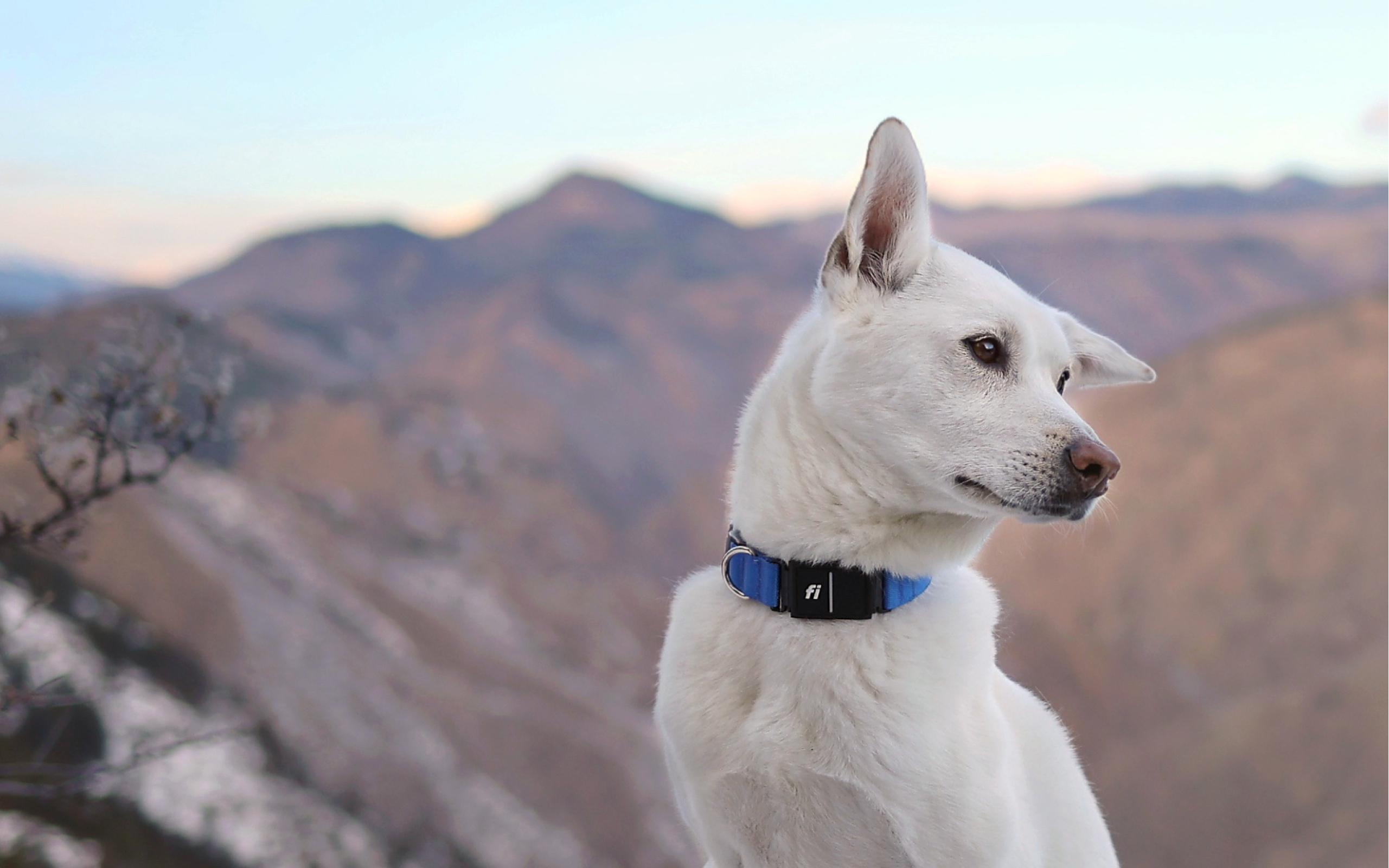 A happy and healthy Husky