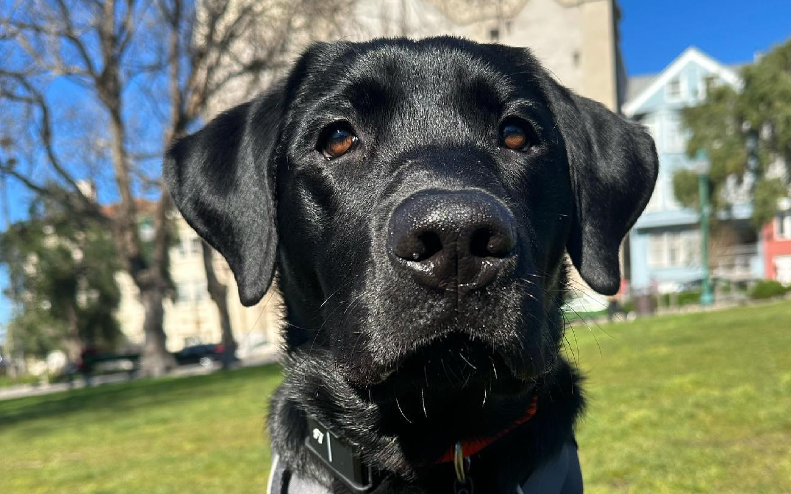 A happy and healthy Labrador Retriever