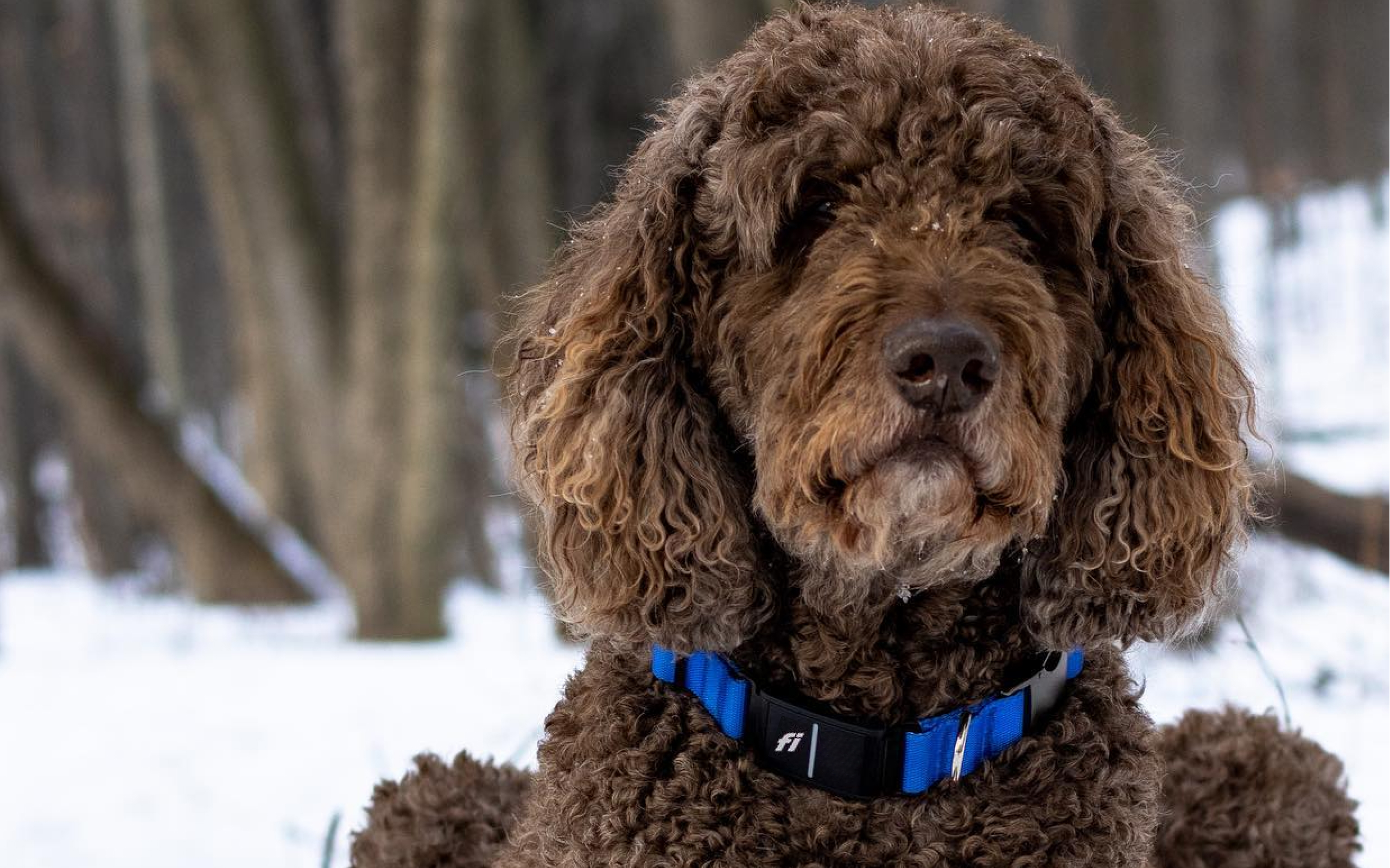 A happy and healthy Poodle