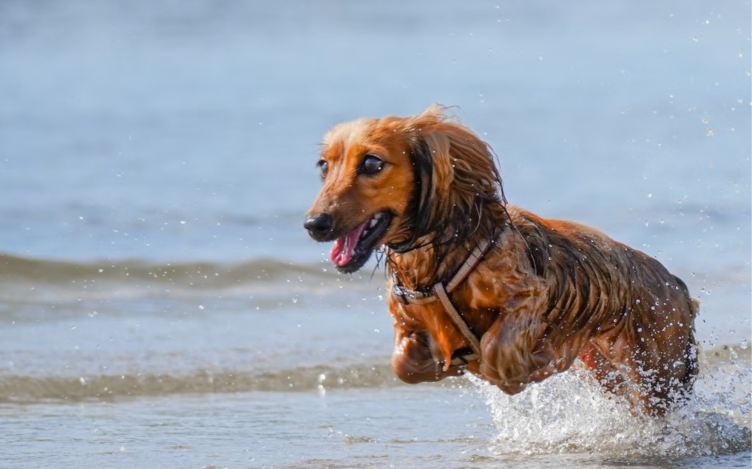 A Daschund playing in the water