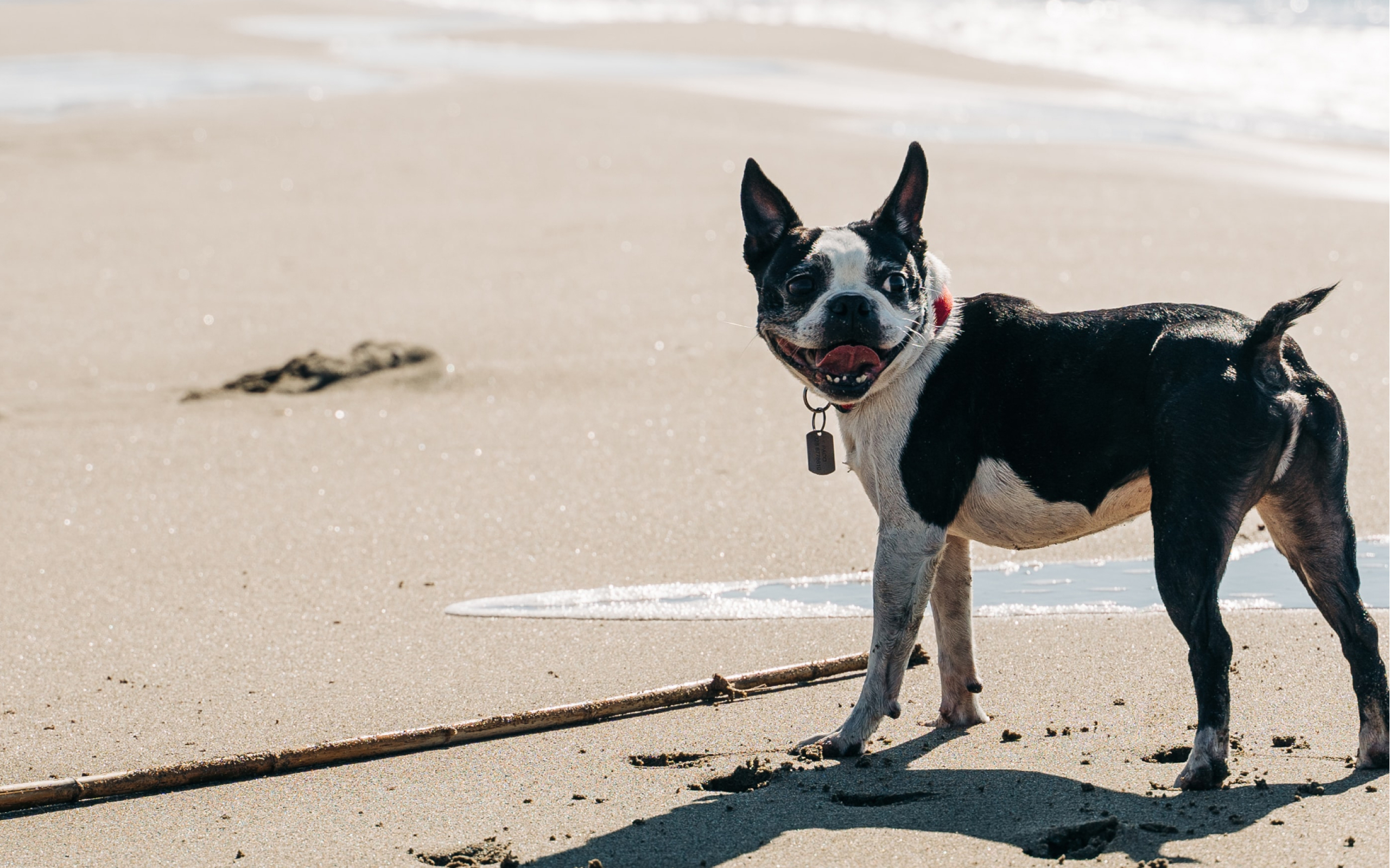 A French Bulldog playing in the water