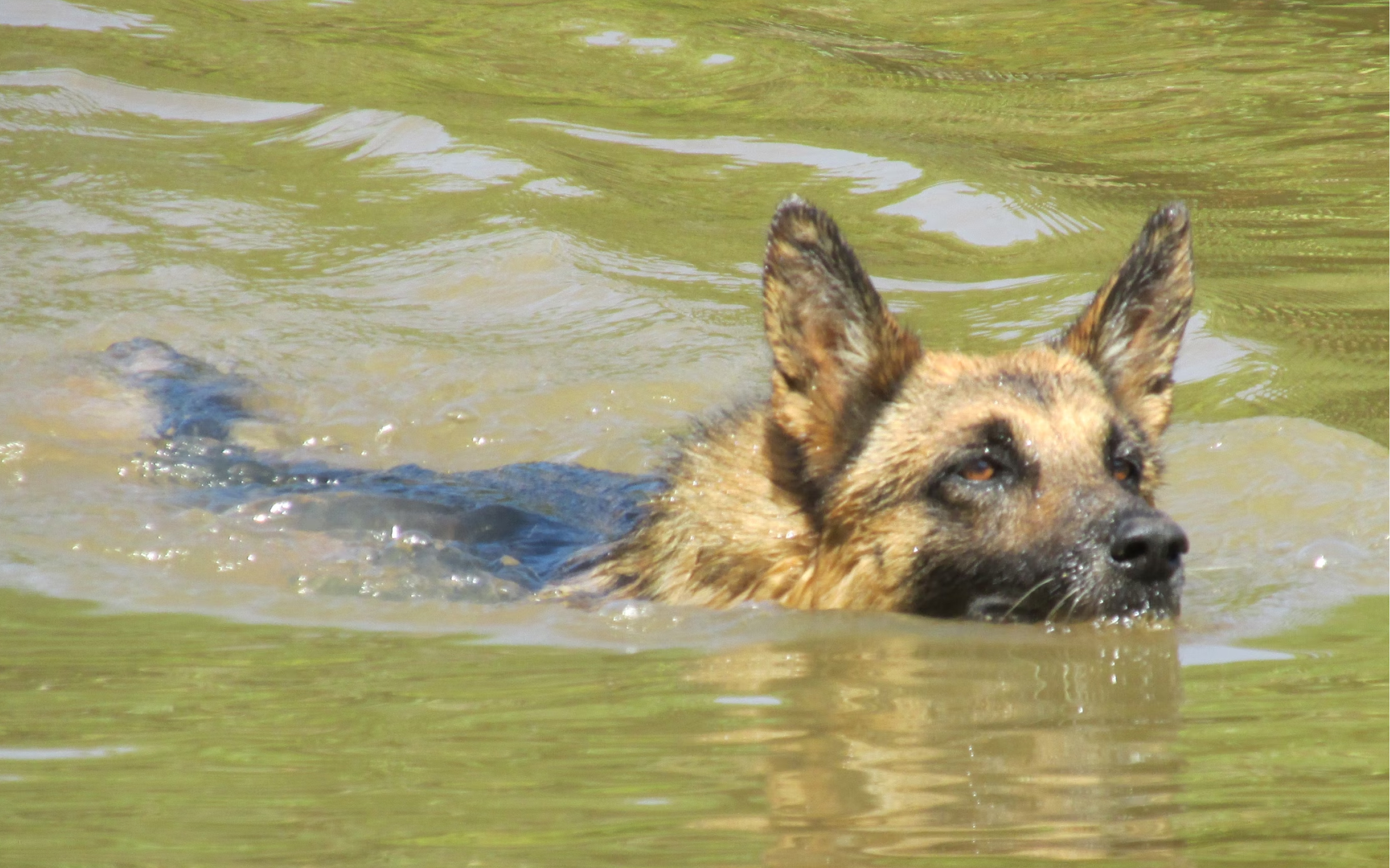 A German Shepherd playing in the water