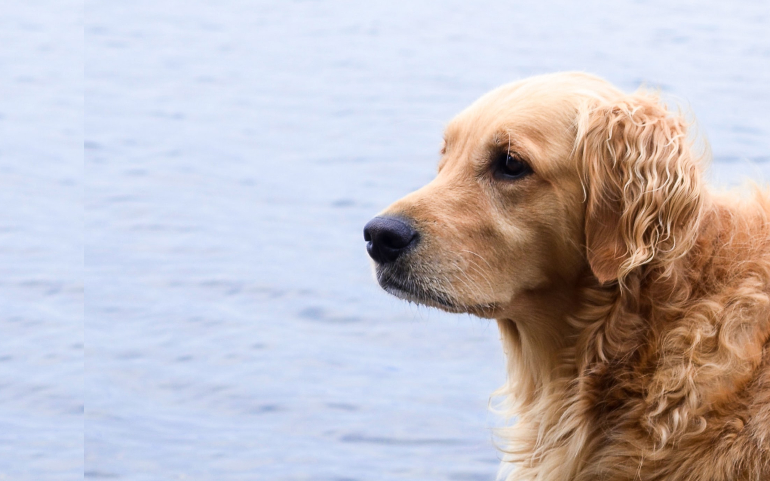 A Golden Retriever playing in the water