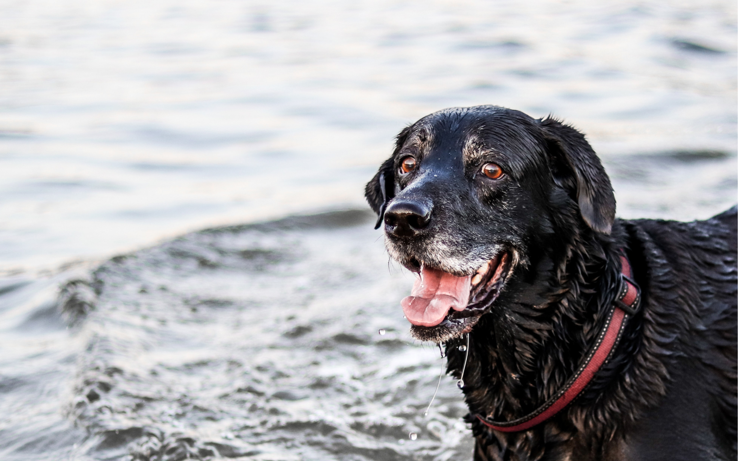 A Labrador Retriever playing in the water