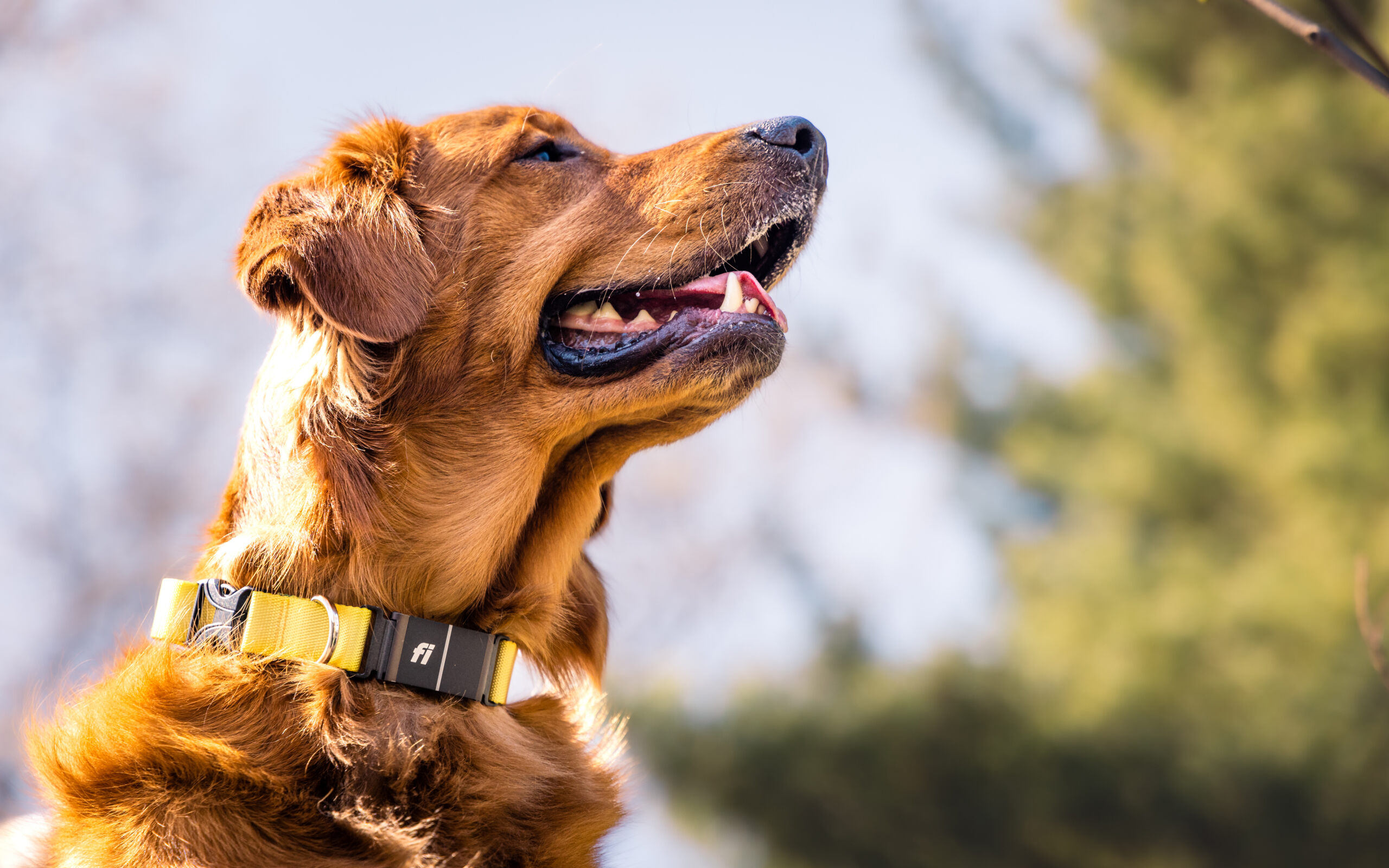 A dog wearing a Fi collar