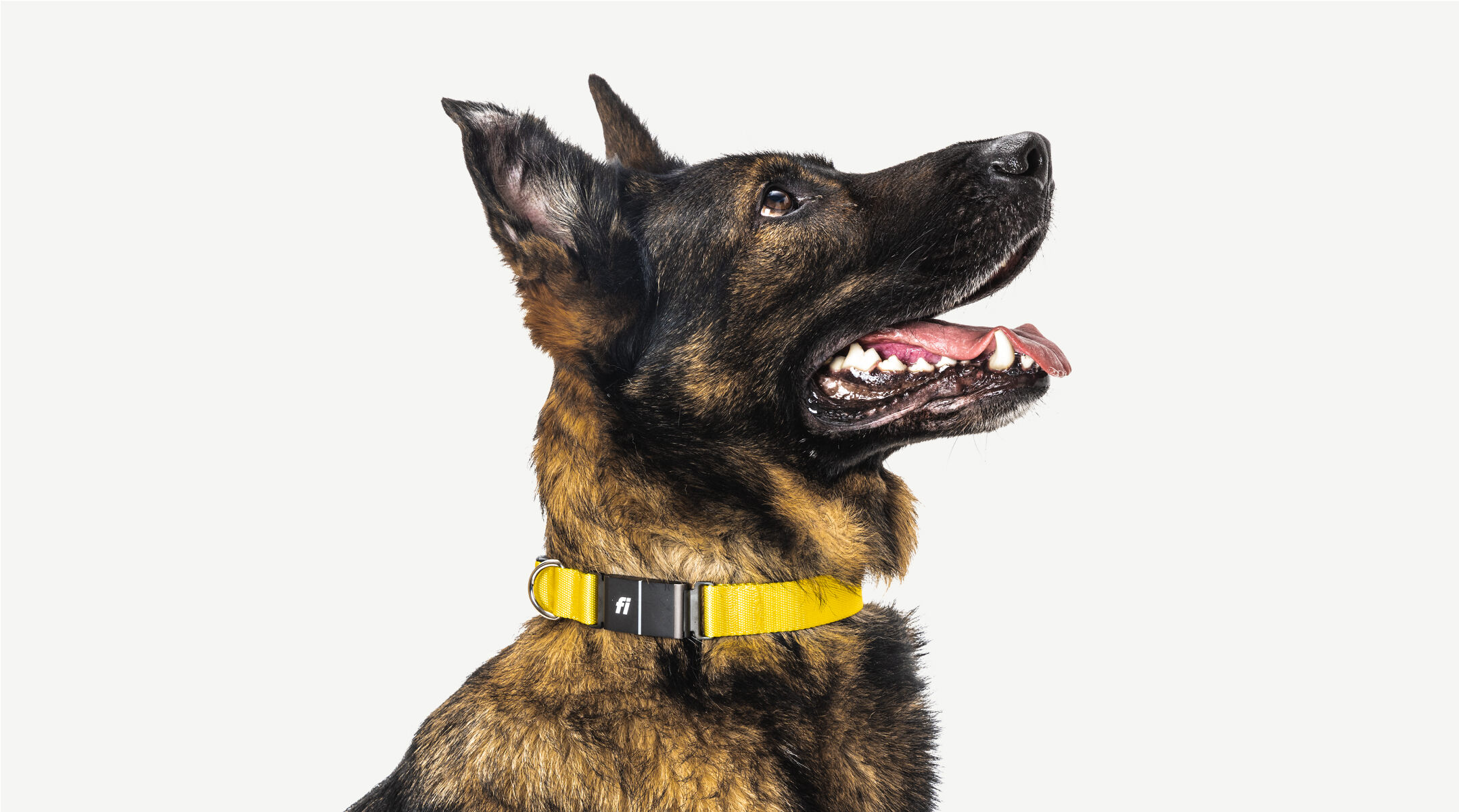 A dog looking up wearing a Fi collar