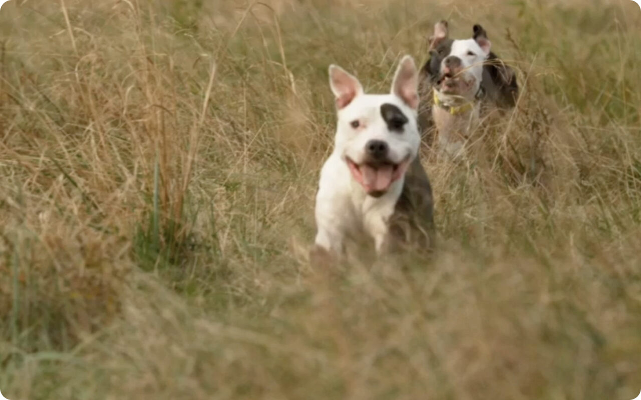 Running pit-bulls