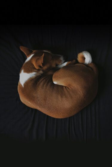 A dog sleeping