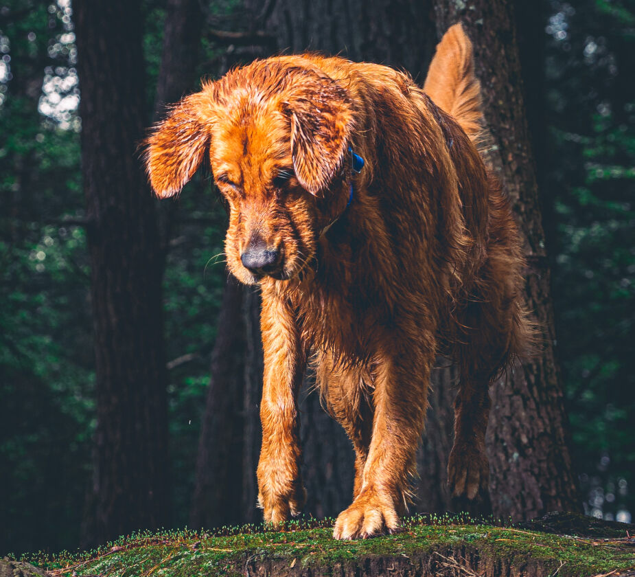 A wet dog in the forest